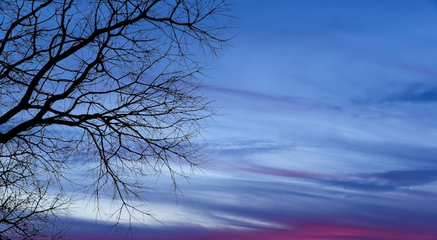 Arbre silhouette devant fond de coucher de soleil vue de face