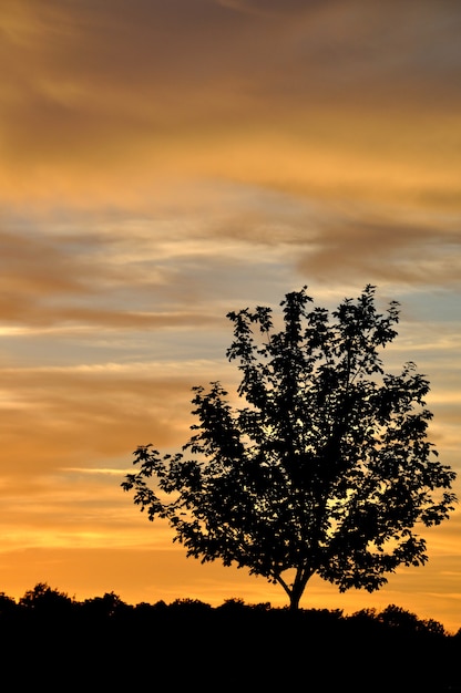 Arbre silhouetté par Sunset Sky