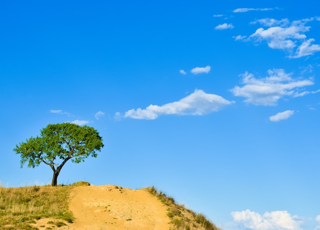 Arbre solé en colline avec ciel bleu et nuageux, Salamanque, Espagne