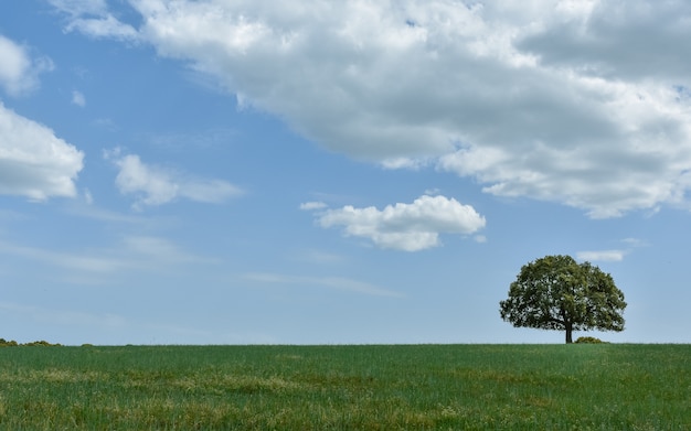 Arbre solé dans le pré avec ciel bleu et nuageux, Salamanque, Espagne