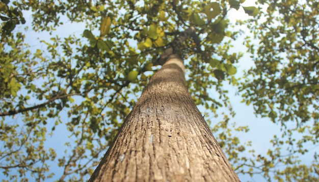 Un arbre avec le soleil qui brille dessus