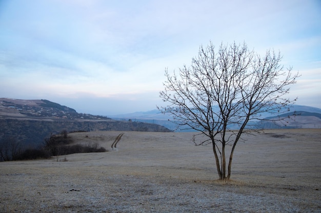 Arbre solitaire arbre séché dans le paysage