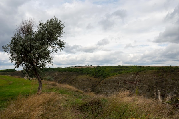 Un arbre solitaire au bord d'une gorge par temps nuageux