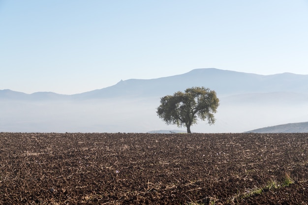 Photo arbre solitaire sur un champ de ferme labouré