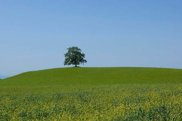 Un arbre solitaire sur une colline