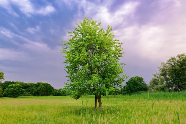 Arbre solitaire dans un champ au coucher du soleil. L'été