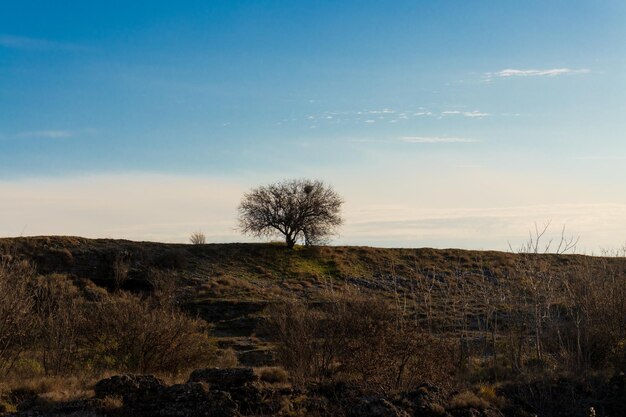 L'arbre solitaire dans le champ Photo atmosphérique