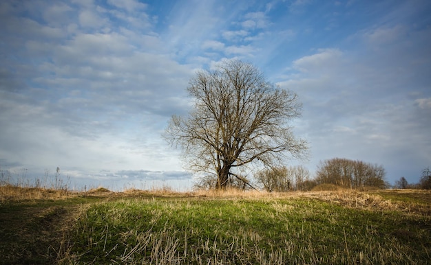 Un arbre solitaire dans un champ