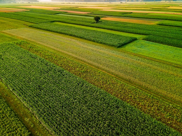 Arbre solitaire dans les champs de cultures agricoles Vue de drone