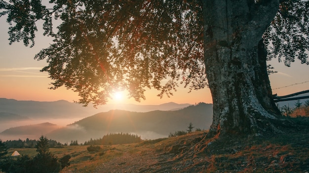 Arbre solitaire dans les montagnes au coucher du soleil