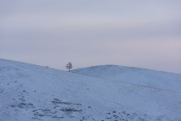 Arbre solitaire dans la neige de l'Altaï