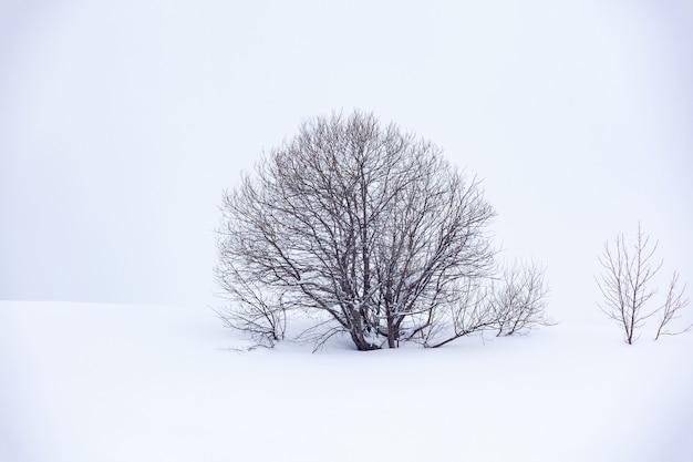 Arbre solitaire dans la neige, beau paysage