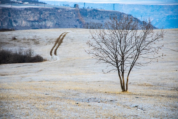 Arbre solitaire dans un paysage d'hiver