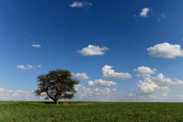 Arbre solitaire dans le paysage de la Pampa Patagonie Argentine