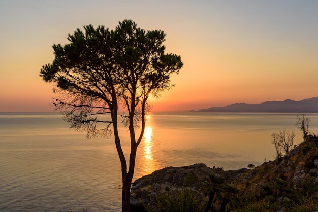 Arbre solitaire sur la falaise de la mer Tyrrhénienne