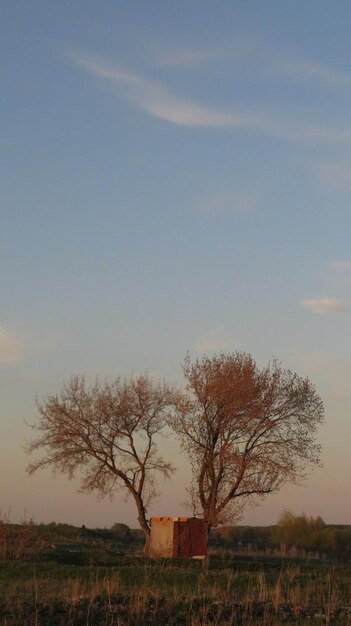 Un arbre solitaire en forme de coeur