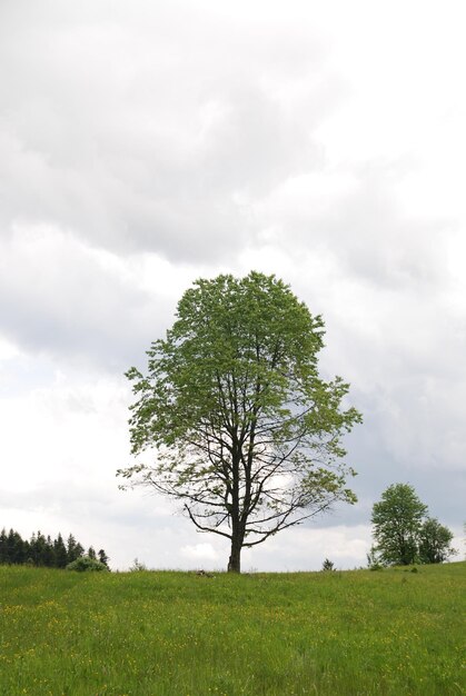 arbre solitaire (NIKON D80 ; 2.6.2007 ; 1/200 à f/4,5 ; ISO 250 ; balance des blancs : Auto ; distance focale : 35 mm)