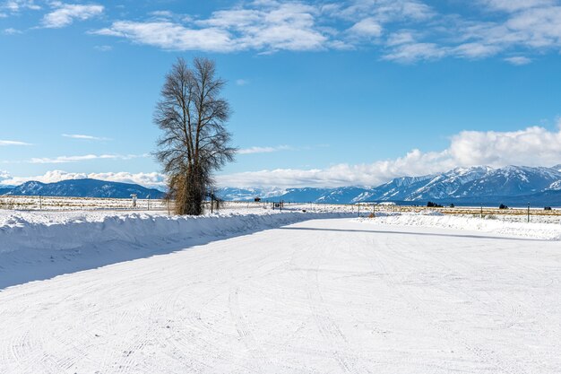 Photo arbre solitaire en paysage d'hiver dans le parc national de grand teton, wyoming