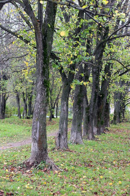 Arbre solitaire de paysage de parc