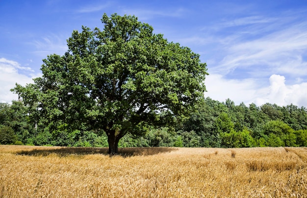 arbre solitaire poussant dans un champ