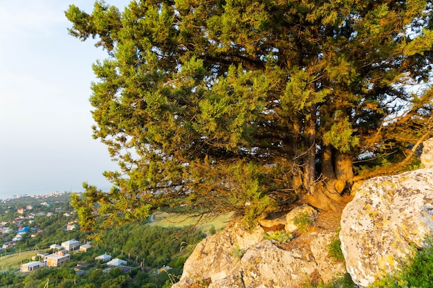 Un arbre solitaire poussant sur un rocher dans les montagnes sauvages ..