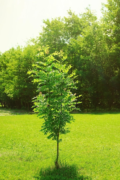 Photo l'arbre solitaire sur un pré vert