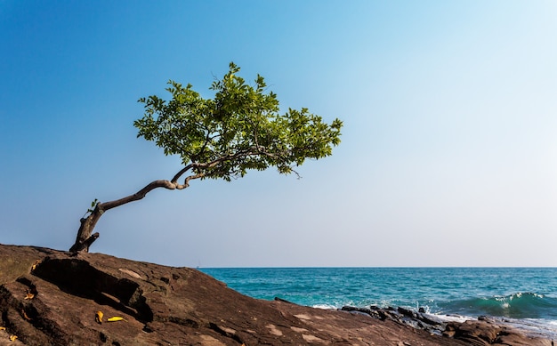 Arbre solitaire sur un rocher