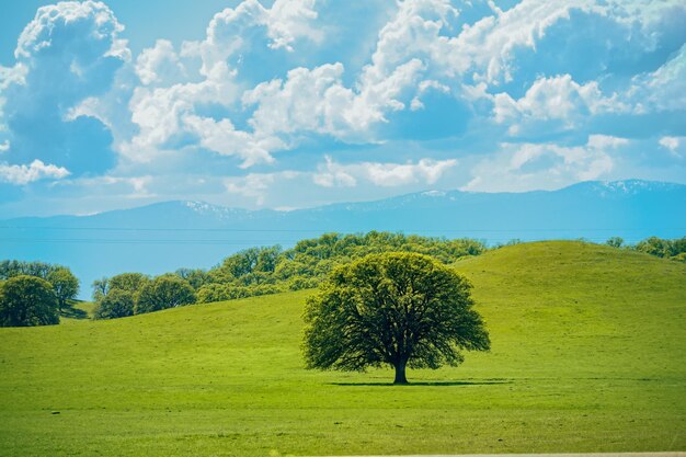 Photo l'arbre solitaire