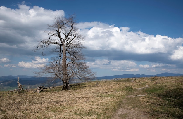 arbre solitaire