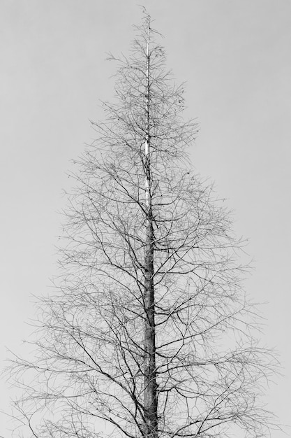 un arbre solitaire