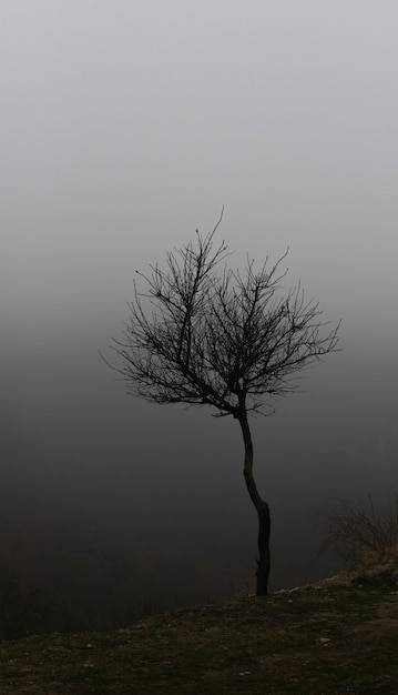 Arbre sombre solitaire dans le brouillard gothique.