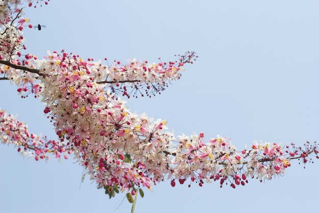 Arbre souhaitant, Pink Showe, Cassia Bakeriana Craib