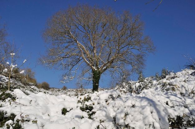 Arbre sous la neige en Bretagne