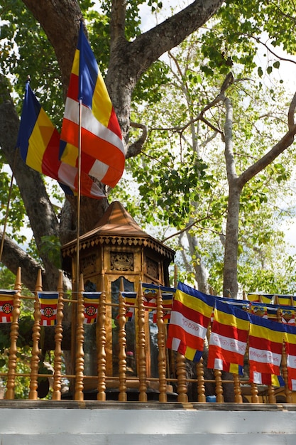 Arbre Sri Maha Bodhi