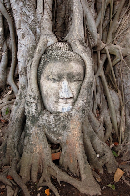 arbre de statue de bouddha