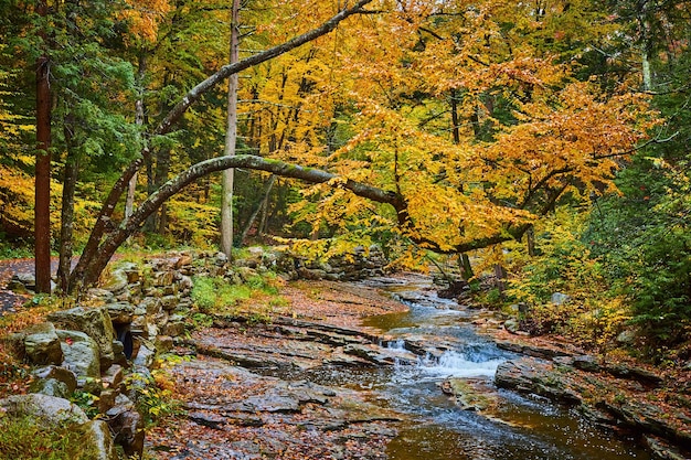 Arbre suspendu avec des feuilles jaunes au-dessus de la rivière avec des chutes et un chemin de randonnée le long du bord