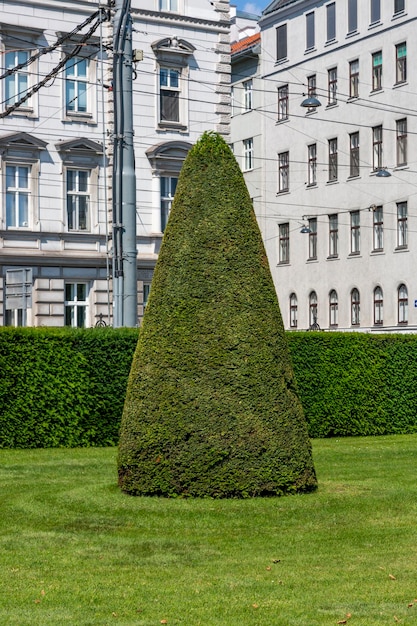 Un arbre taillé en forme de pyramide sur la pelouse de la ville