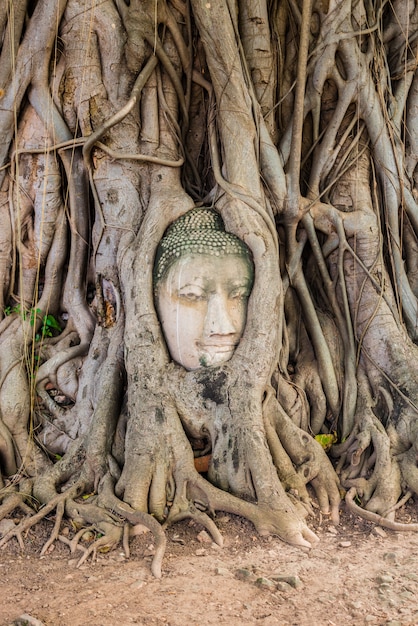 Arbre de tête de Bouddha Wat Maha That (Ayutthaya)