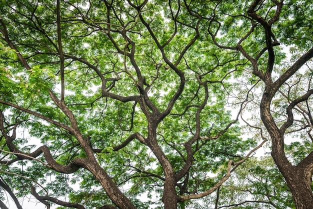 Photo arbre de texture