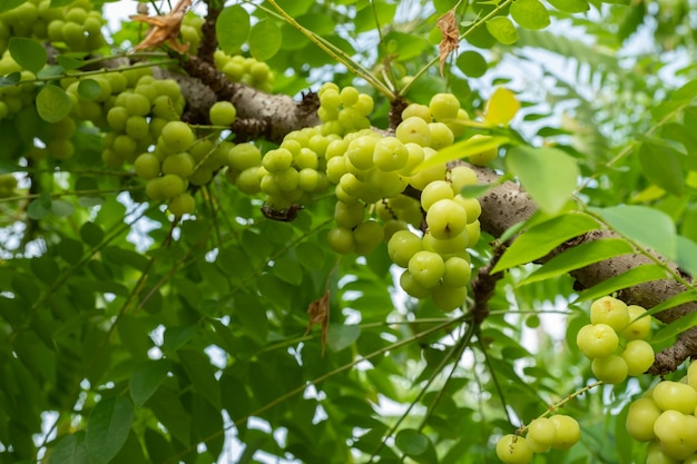 Arbre thaïlandais d&#39;oie