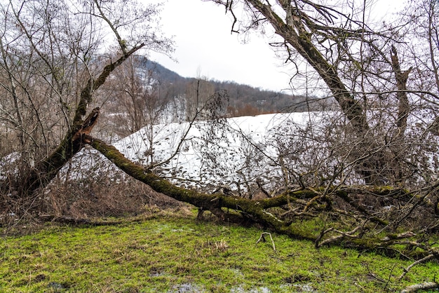 Arbre tombé dans la forêt de printemps