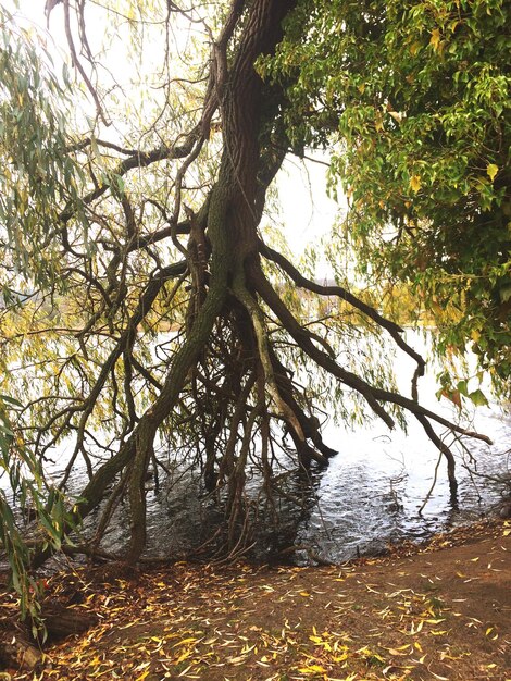 Arbre tombé dans le lac