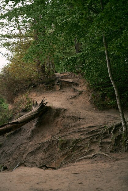 Arbre tombé dans le parc forestier près de la mer Baltique Le tronc de l'arbre se trouve dans les bois pendant la lumière du soleil