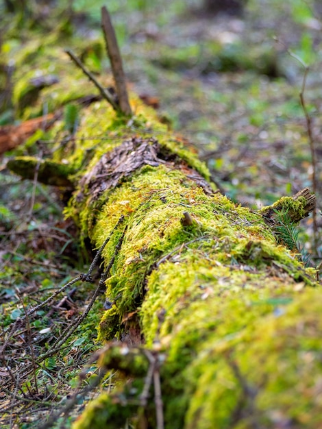 Un arbre tombé est couché dans la forêt. L'arbre est recouvert de mousse verte comme un tapis. Mise au point sélective