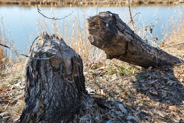 Arbre tombé sur la rive de la rivière érodée par les castors.