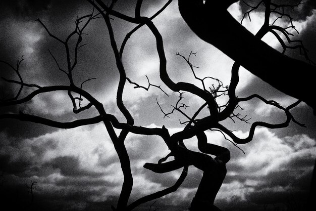 Photo un arbre tordu contre un ciel spectaculaire