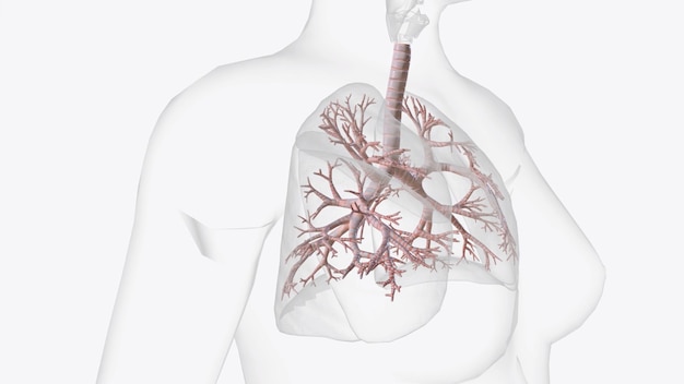 Photo l'arbre trachéobronchique est composé de structures tubulaires de tailles différentes qui conduisent l'air et les sécrétions