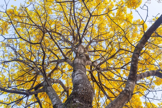 Arbre à trompette dorée ou arbre à ipe jaune Handroanthus chrysotrichus