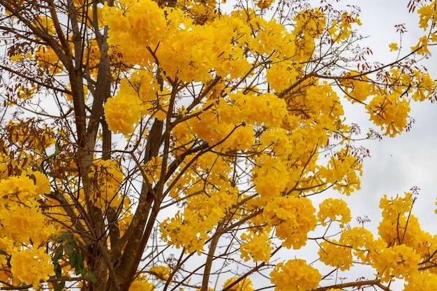 Arbre à trompette d'or alias Ipe jaune Tabebuia Alba arbre Handroanthus albus Ipe brésilien