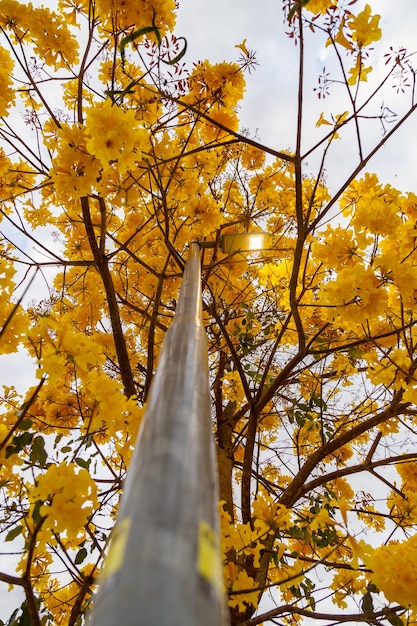 Arbre à trompette d'or alias Ipe jaune Tabebuia Alba arbre Handroanthus albus Ipe brésilien